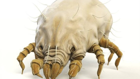 this is a dust mite