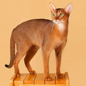 assigning half life characters cat breeds part 2: alyx vance!!! (and eli vance and azian vance lol)
alyx is definitely an abyssinian lmao (first image) same color palettes, personality, also she would be a lanky cat. bonus points for the abyssinian breed coming from africa and asia
eli is a tortoiseshell kitty (second image) (american shorthair). i’d imagine he’d have a white chin lol. that would also make alyx an abyssinian-american shorthair crossbreed
azian is just an abyssinian like alyx. idk much about her sigh
ik that eli and alyx look nothing alike.. i couldnt find any abyssinian calico crossbreed pictures lol