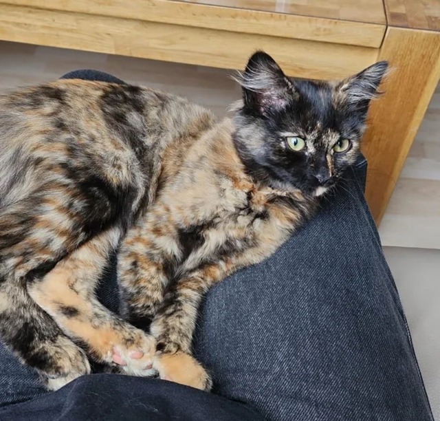 assigning half life characters cat breeds part 2: alyx vance!!! (and eli vance and azian vance lol)
alyx is definitely an abyssinian lmao (first image) same color palettes, personality, also she would be a lanky cat. bonus points for the abyssinian breed coming from africa and asia
eli is a tortoiseshell kitty (second image) (american shorthair). i’d imagine he’d have a white chin lol. that would also make alyx an abyssinian-american shorthair crossbreed
azian is just an abyssinian like alyx. idk much about her sigh
ik that eli and alyx look nothing alike.. i couldnt find any abyssinian calico crossbreed pictures lol
